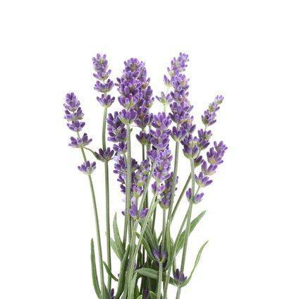 Lavendel BIO 15g - reinh.art